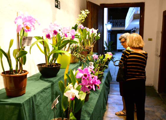 18-exposicao-de-orquideas-reforca-tradicao-e-valorizacao-da-natureza-em-ilhabela-3.png