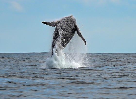 avistamento-de-baleias-em-ilhabela-–-foto-de-paulo-stefani-3.jpg