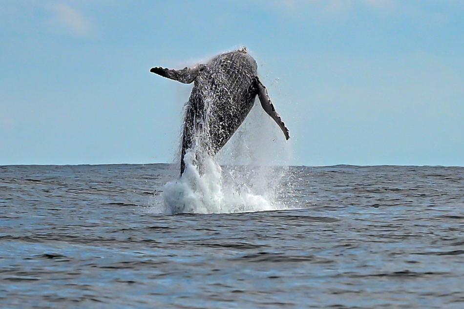 avistamento-de-baleias-em-ilhabela-–-foto-de-paulo-stefani-3.jpg