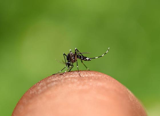 dengue-em-criancas.jpg