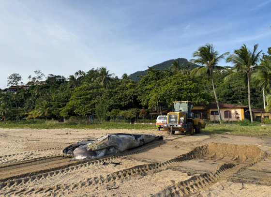 ilhabela-registra-encalhe-de-baleia-jubarte-e-manejo-da-carcaca-segue-protocolo-ambiental-com-apoio-da-prefeitura.png