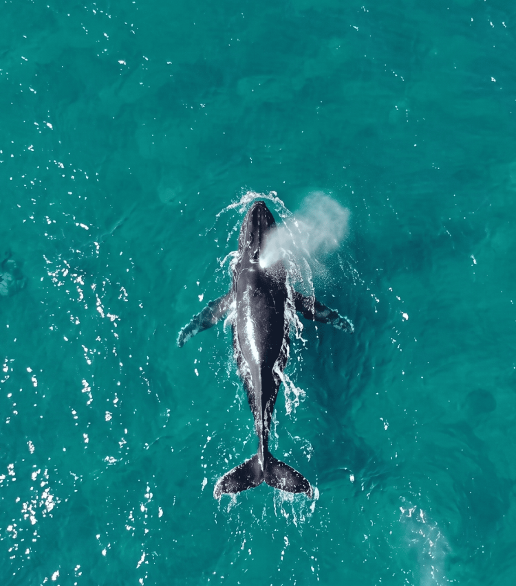 ilhabela-registra-primeiro-avistamento-de-baleia-jubarte-na-costa-brasileira-em-2026-–-paulo-stefani.png