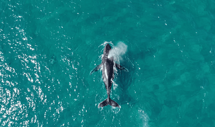 ilhabela-registra-primeiro-avistamento-de-baleia-jubarte-na-costa-brasileira-em-2026-–-paulo-stefani.png