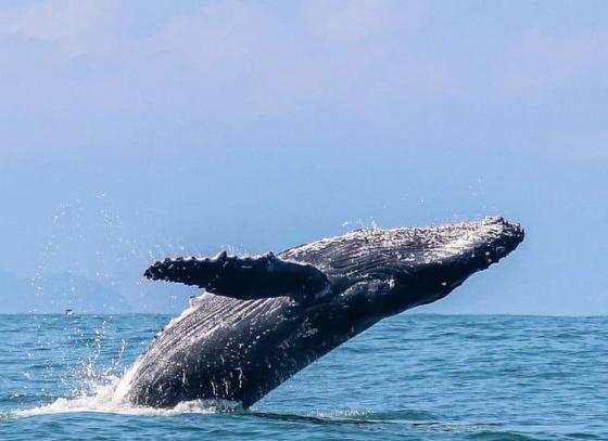 ilhabela-se-prepara-para-temporada-de-baleias-2026-apos-ano-recorde.jpg