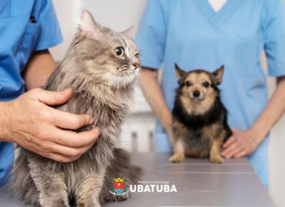 maranduba-tera-mutirao-de-castracao-de-caes-e-gatos-neste-domingo.jpg