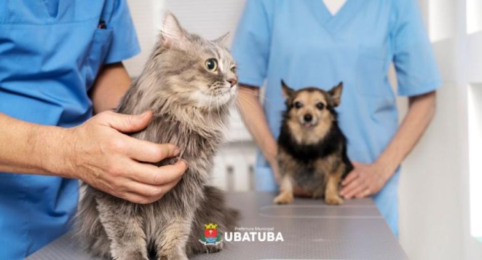 maranduba-tera-mutirao-de-castracao-de-caes-e-gatos-neste-domingo.jpg