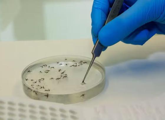 mosquitos.jpg