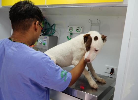 pata-movel-termina-setembro-com-16-mutirao-para-castracao-de-caes-e-gatos-no-jaragua.jpeg